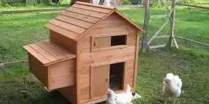 4 Questions To Ask Before Building Chicken Coops
