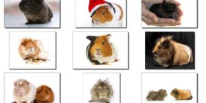 A Quick Guide to the Different Types of Guinea Pigs