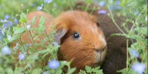 Useful Tips on Guinea Pig Names