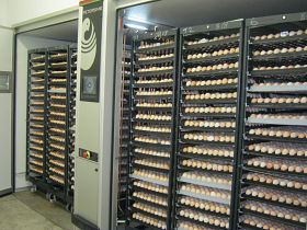 business plan for a chicken hatchery