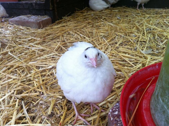 Some Common Breeds of Quails Livestocking
