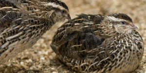 Some Common Breeds of Quails