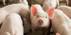 A Beginner’s Guide to Pig Farming