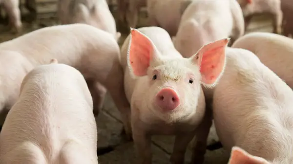 Pig farming Guide