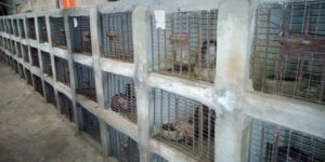Pictures of Locally-Made Grasscutter Cages
