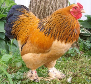 Buff Brahma Chicken