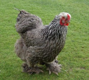 dark brahma chicken