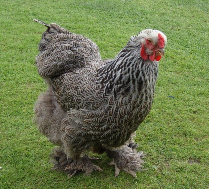Everything You Need to Know About Brahma Chicken Breed