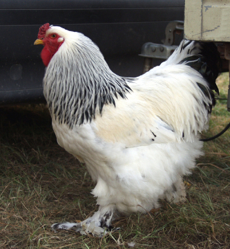 Light Brahma Chicken