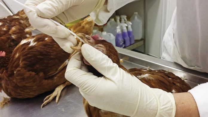 Post-mortem chicken