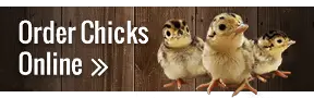 Buy Chicks Online
