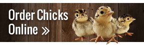 Buy Chicks Online