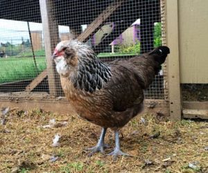 Ameraucana chicken breed