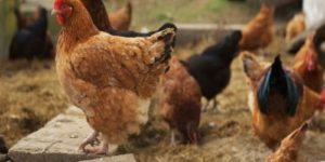 How to Raise Backyard Chickens Successfully