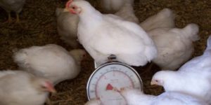 How to Weigh Live Poultry Birds Accurately