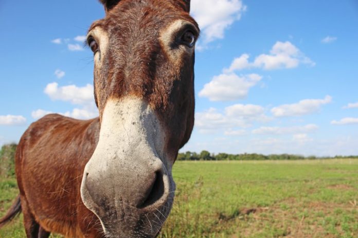Cute Horse Picture
