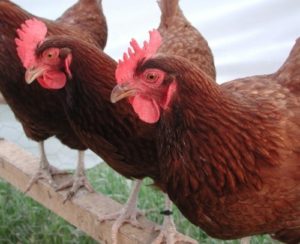 Female Rhode Island Red Chicken Breed