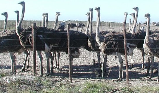 Ostrich Grower Birds