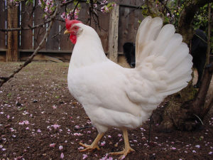 leghorn chicken breed