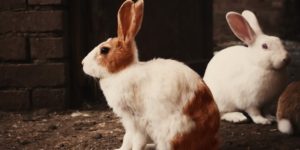 Best Rabbit Breeds and Facts About Rabbit Reproduction