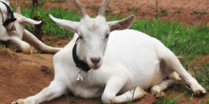 5 Common Diseases of Goats