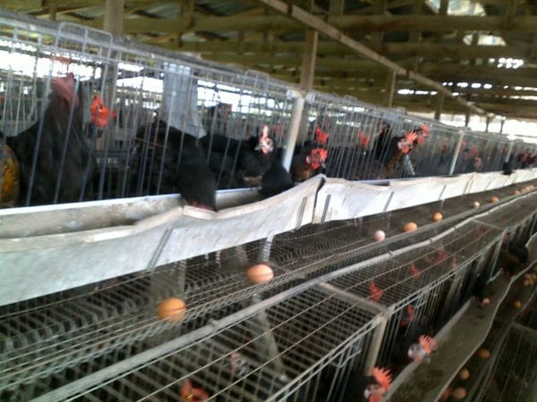Special Feed Formula for Optimal Chicks, Growers and Layers Performance