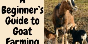 A Beginner’s Guide to Goat Farming + Free eBook
