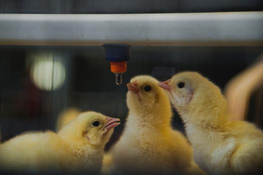 chicks drinking from a nipple drinker