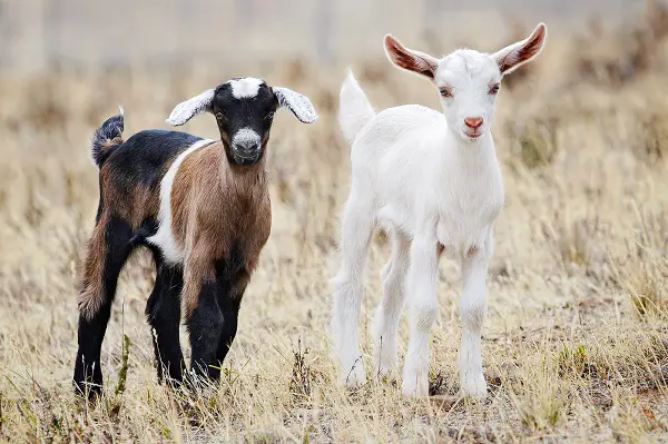 The Fainting Goat - All Breed Information