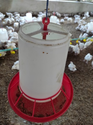 Adult Chicken Feeder