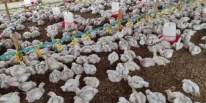 How to Raise Broiler Chickens Successfully