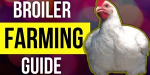 Beginner’s Guide to Raising Broilers from Start to Finish