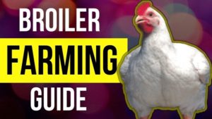 Broiler Farming Guide