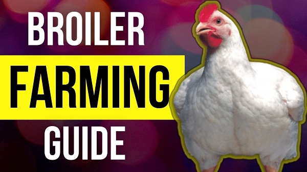 Broiler Farming Guide