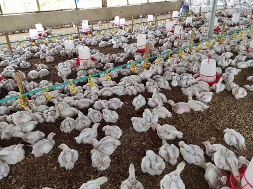 Broiler Farming