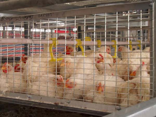 Broilers Cage System