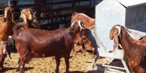 Damascus Goat Breed Information