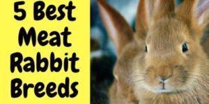 5 Best Meat Rabbit Breeds for Meat Production