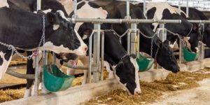 Feed Formulas for Dairy Animals