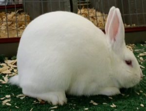 Florida White Rabbit Breed