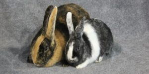 Harlequin rabbit breed