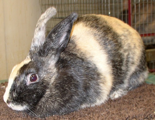 Harlequin rabbit Breed