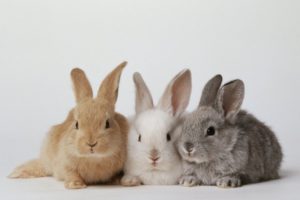 New Zealand rabbits