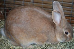 Palomino Rabbit breed