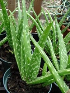 Aloe vera