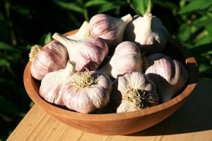 Garlic Bulbs