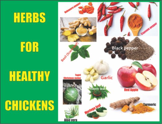 herbs for healthy chickens