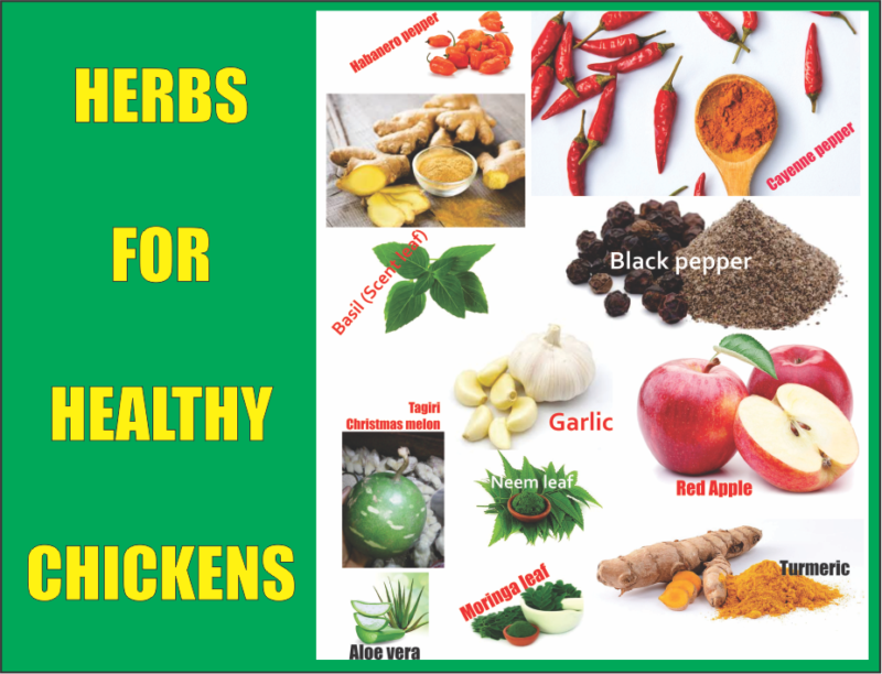 Effective Herbs to Make Chickens Healthy and DiseaseFree
