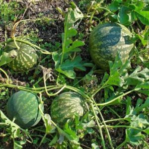 Tagiri fruit