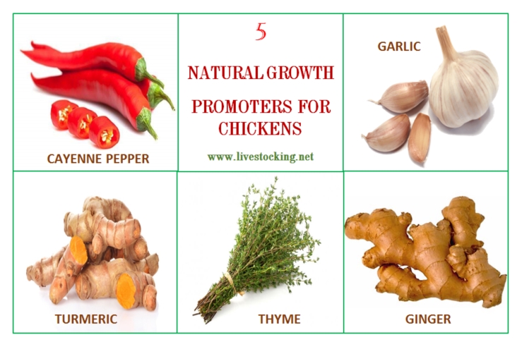 Natural Growth Promoters for Chickens